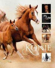 Konie - Ewa Walkowicz